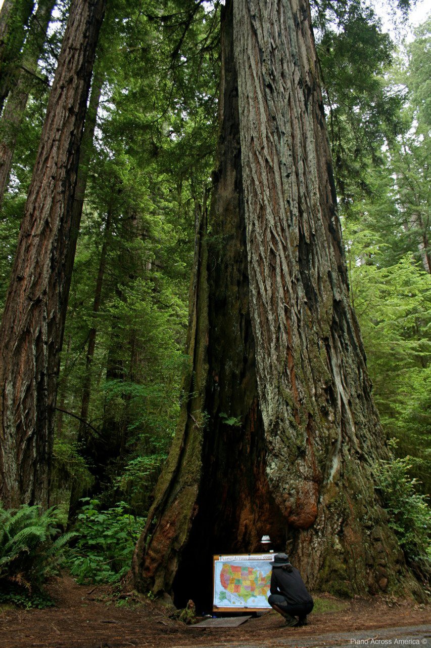 Playing piano inside a Redwood tree June 30