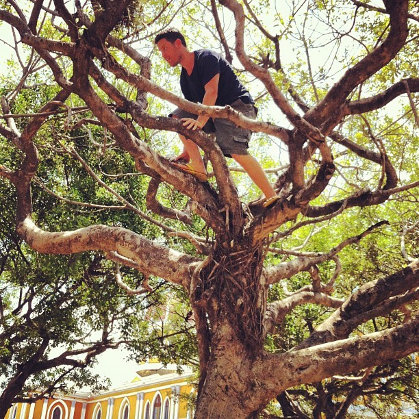 Feeling sad? Climb a tree.
