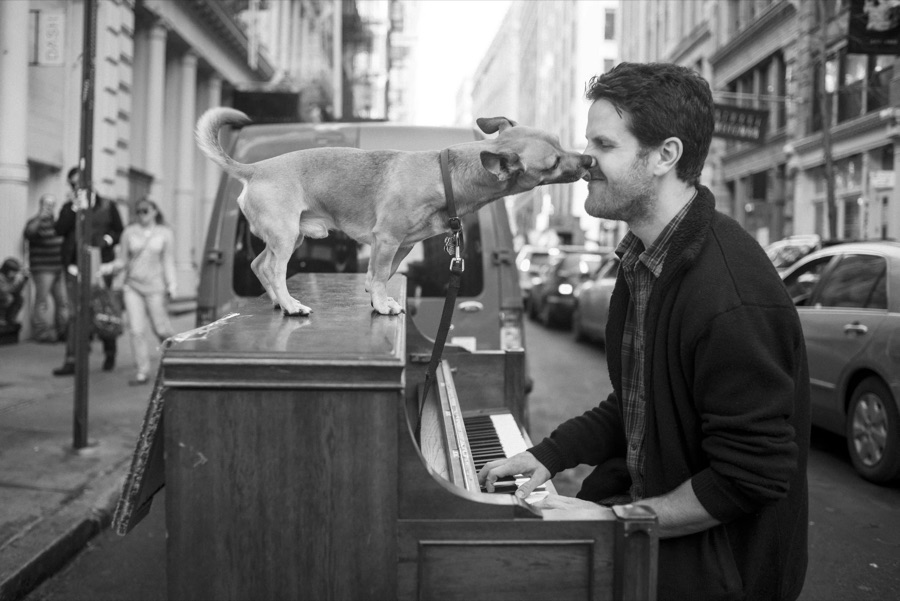 Brando the dog on the piano, nose to nose with Dotan, on a New York street